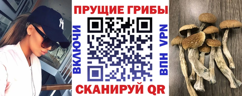 darknet наркотические препараты  Неман  Галлюциногенные грибы GOLDEN TEACHER 
